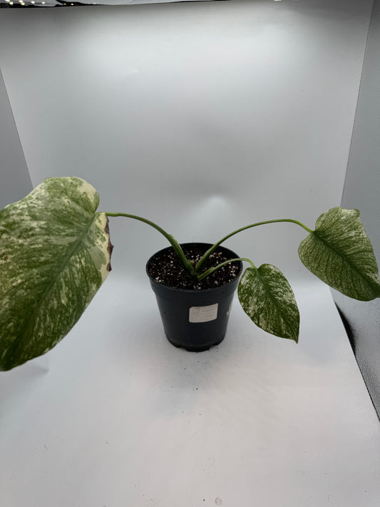 Monstera mint variegata Basis.