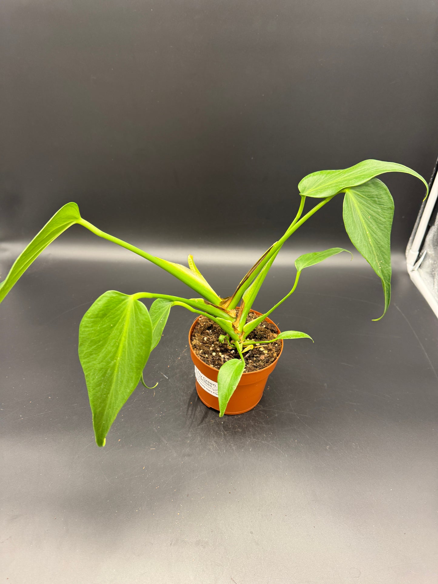 Monstera burle marx Flame