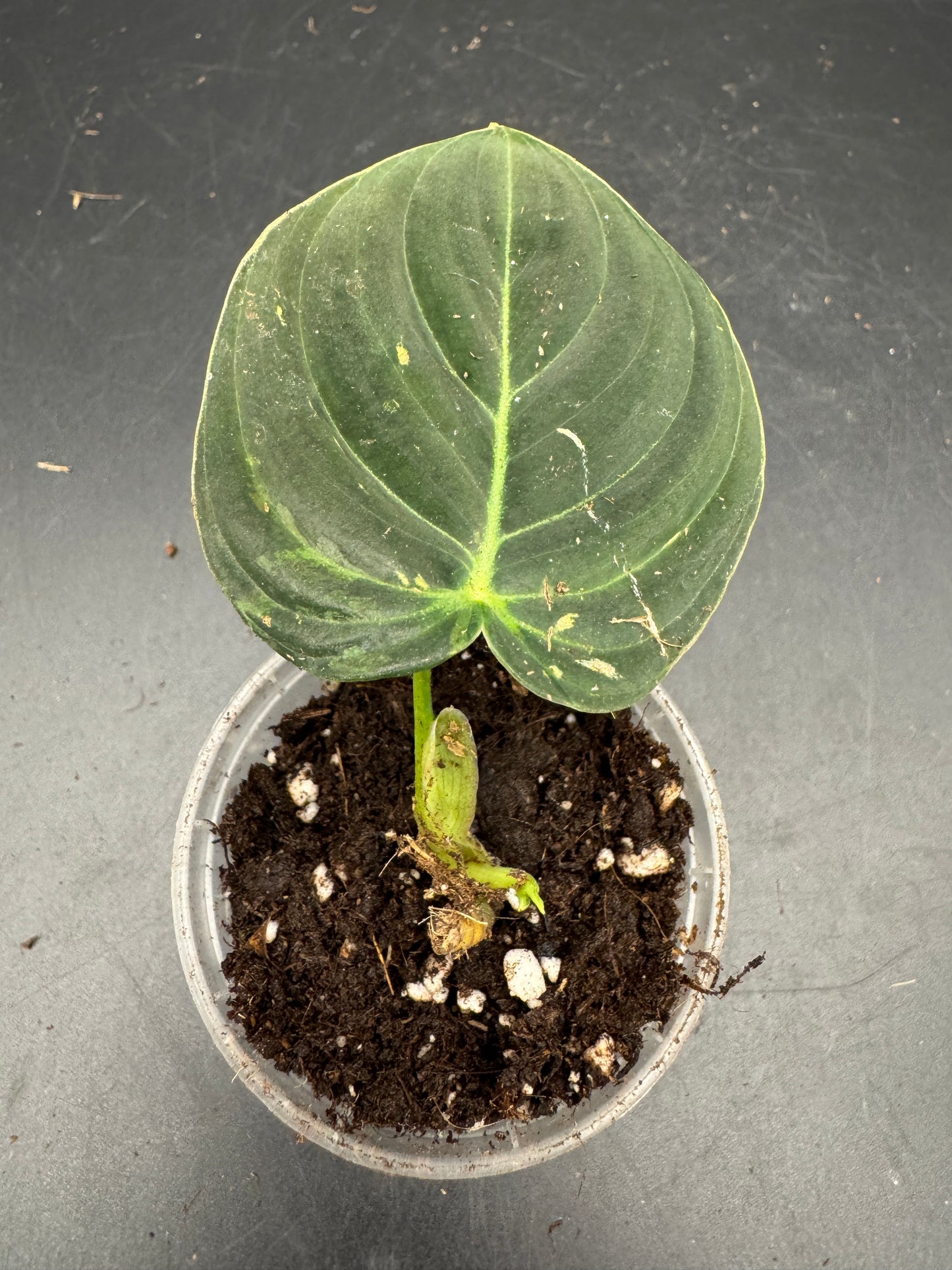 Philodendron melanochrysum variegata