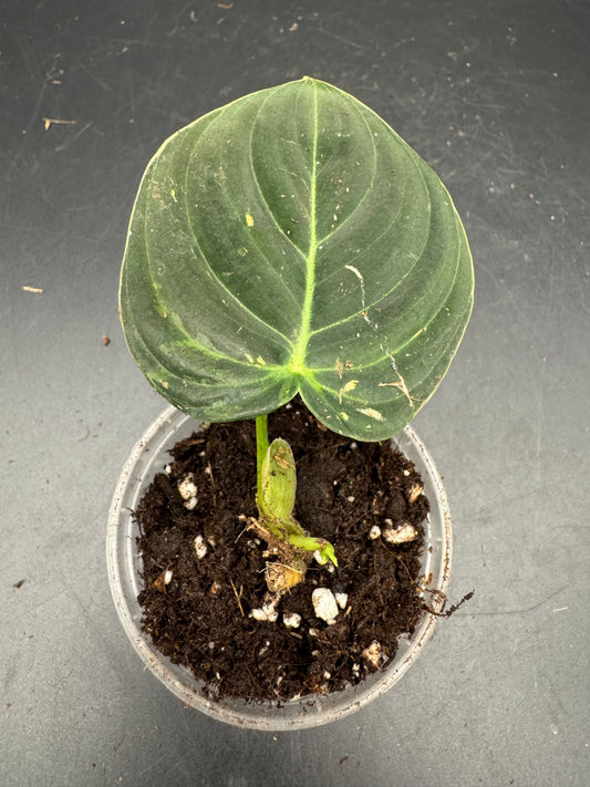 Philodendron melanochrysum variegata