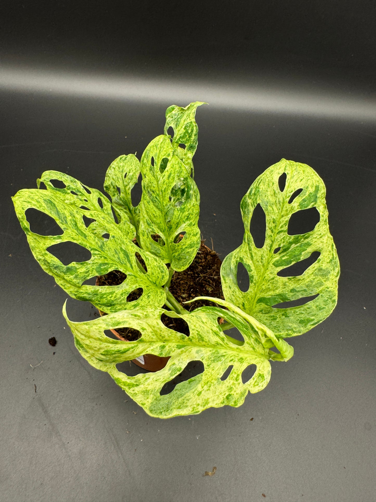 Monstera adansonii Frozen freckles