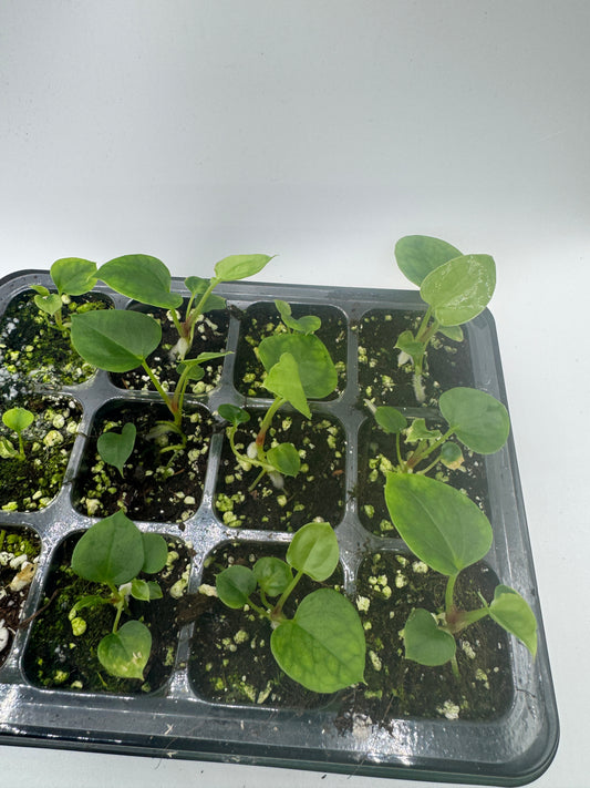 Anthurium Blue Papi X Goliath (1 Pflanze)