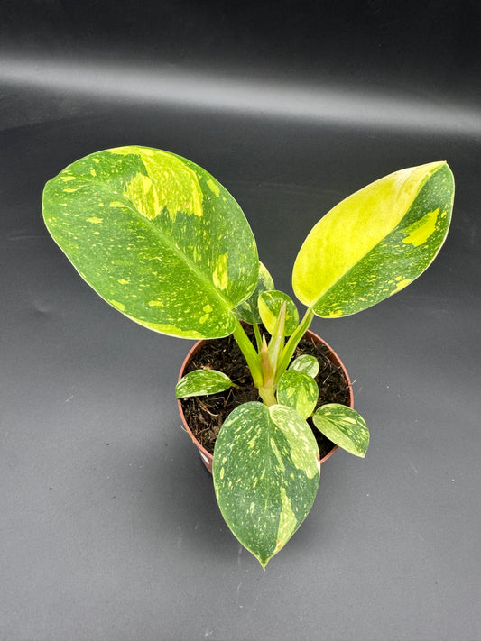 Philodendron Green Kongo variegata