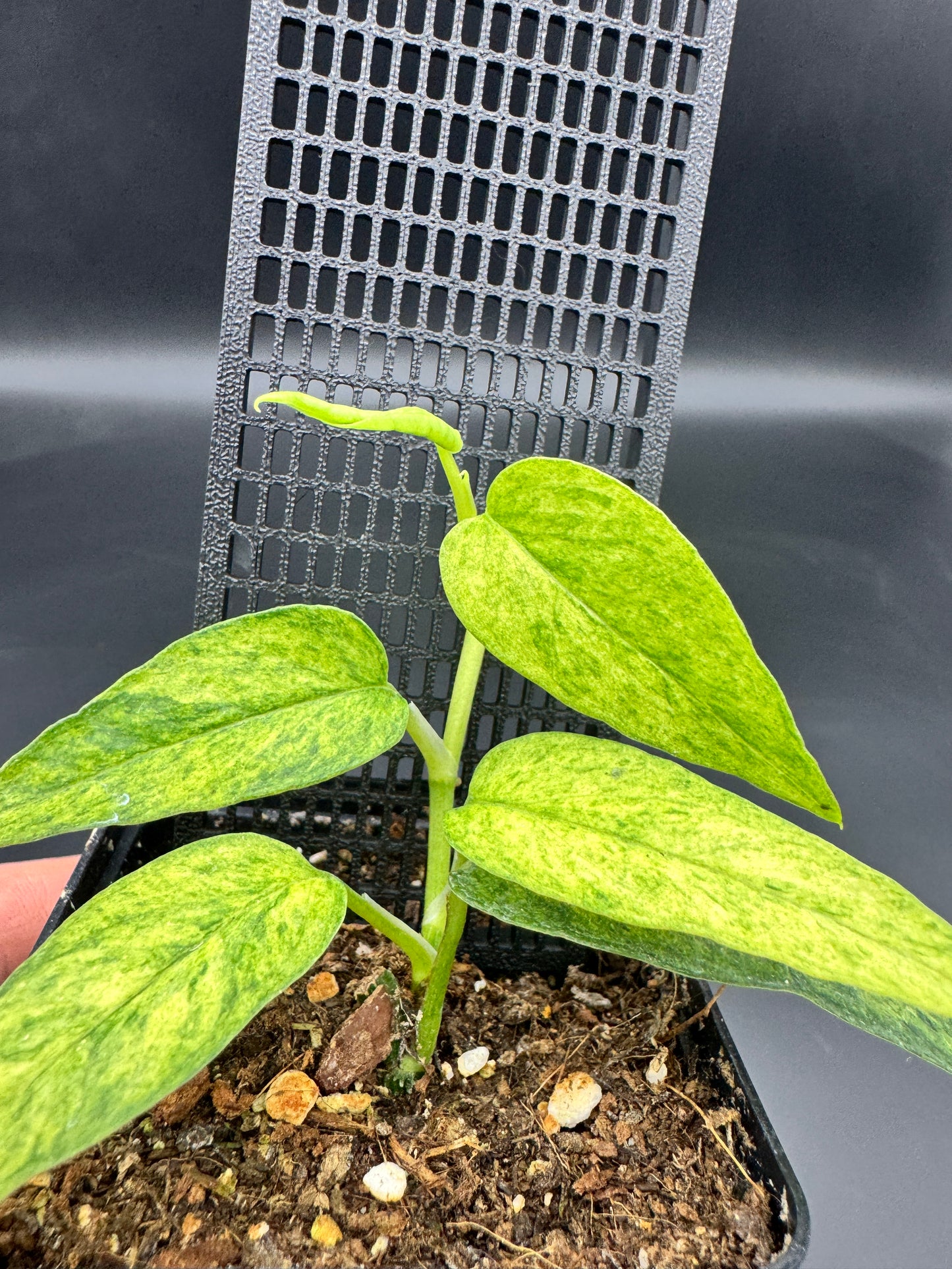 Epipremnum pinnatum Yellow Mint variegata
