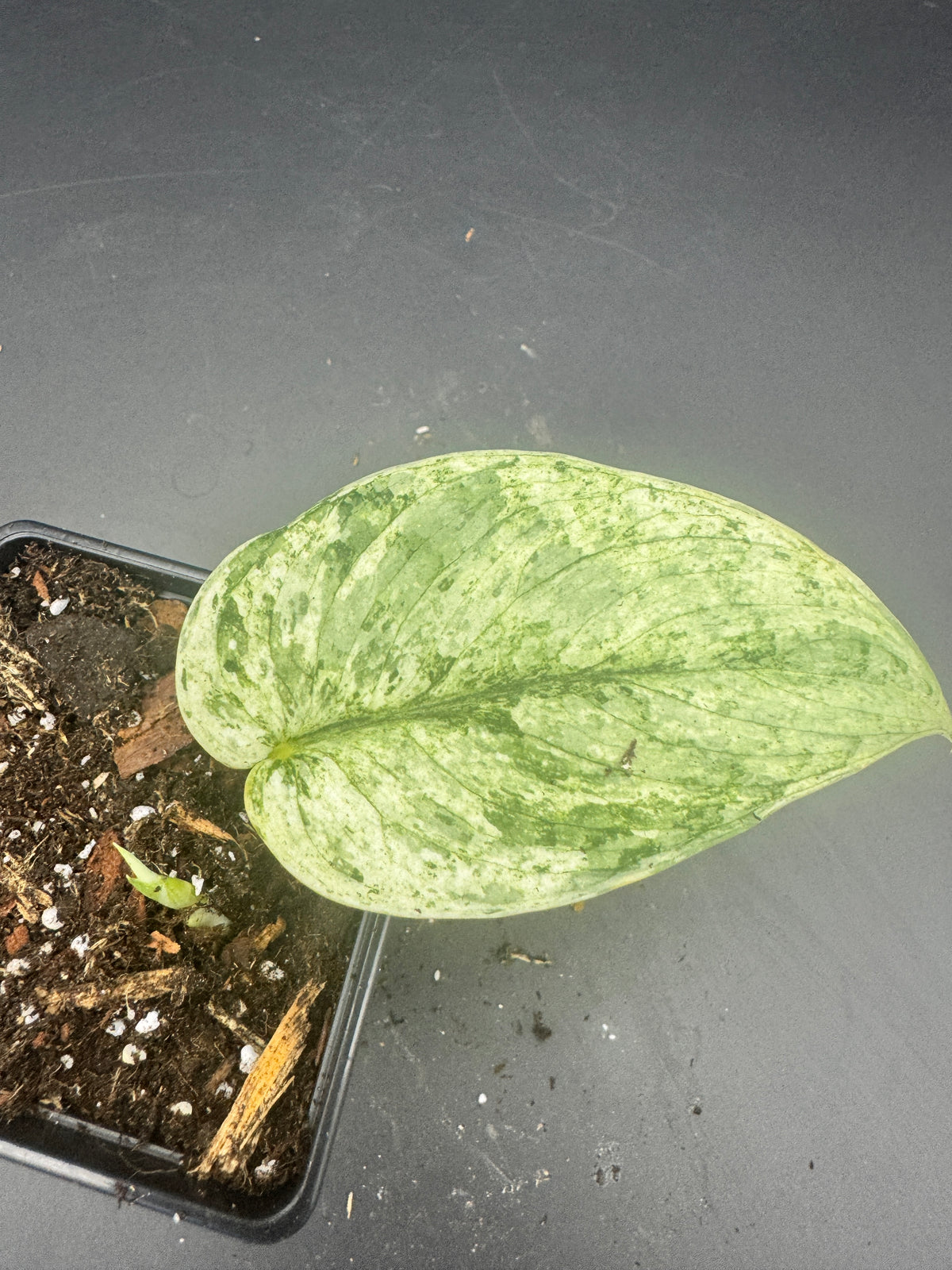 Scindapsus Silver Cloud variegata