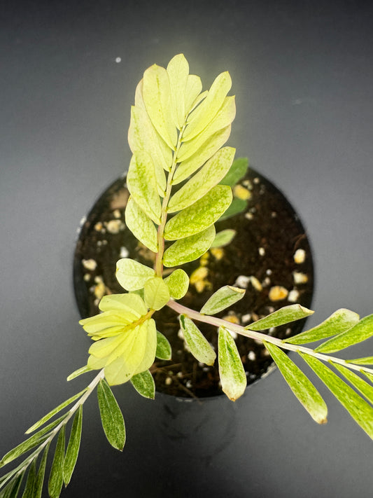 Phyllanthus Urinaria albo Variegata