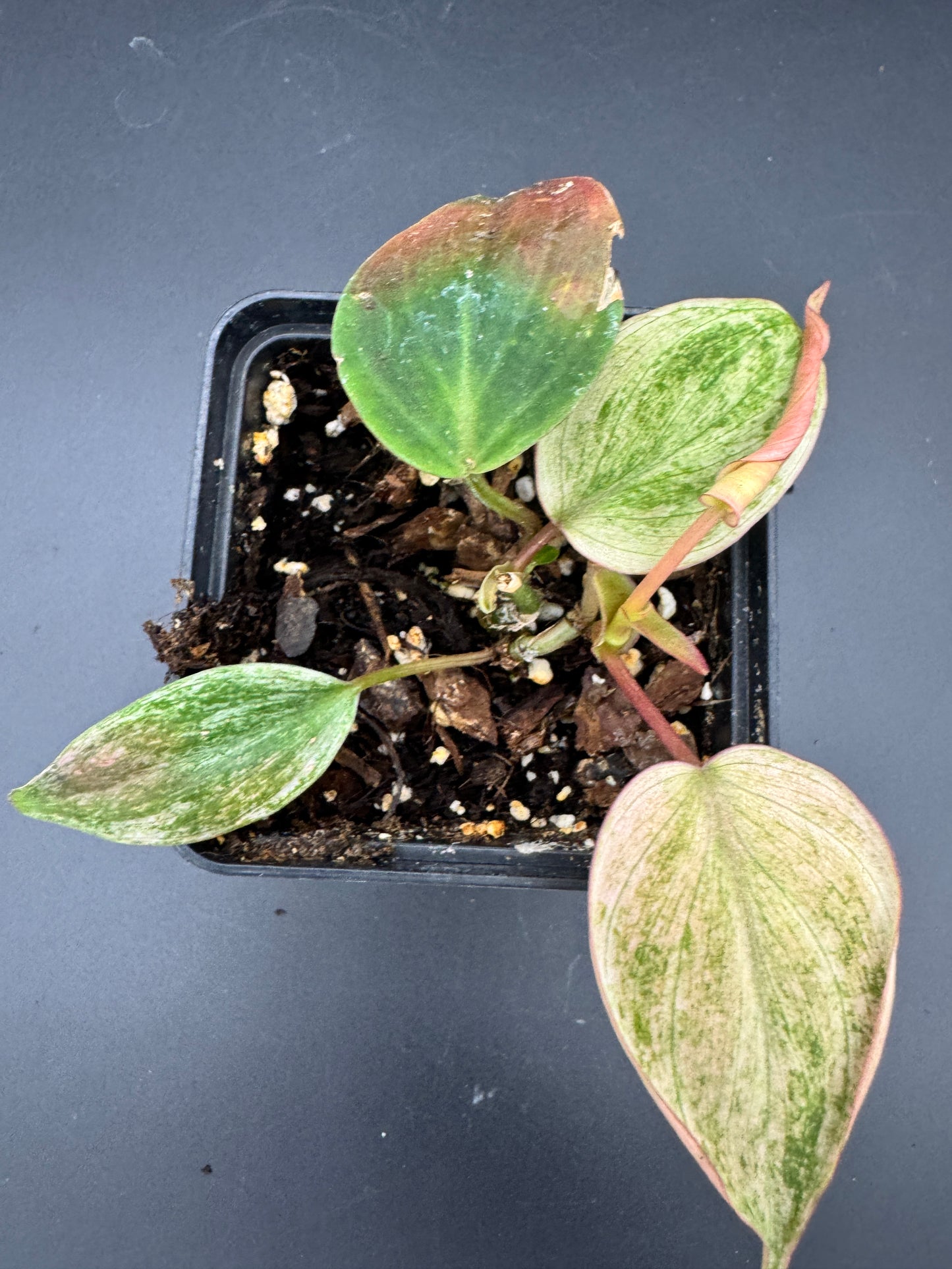 Philodendron micans pink marble variegata