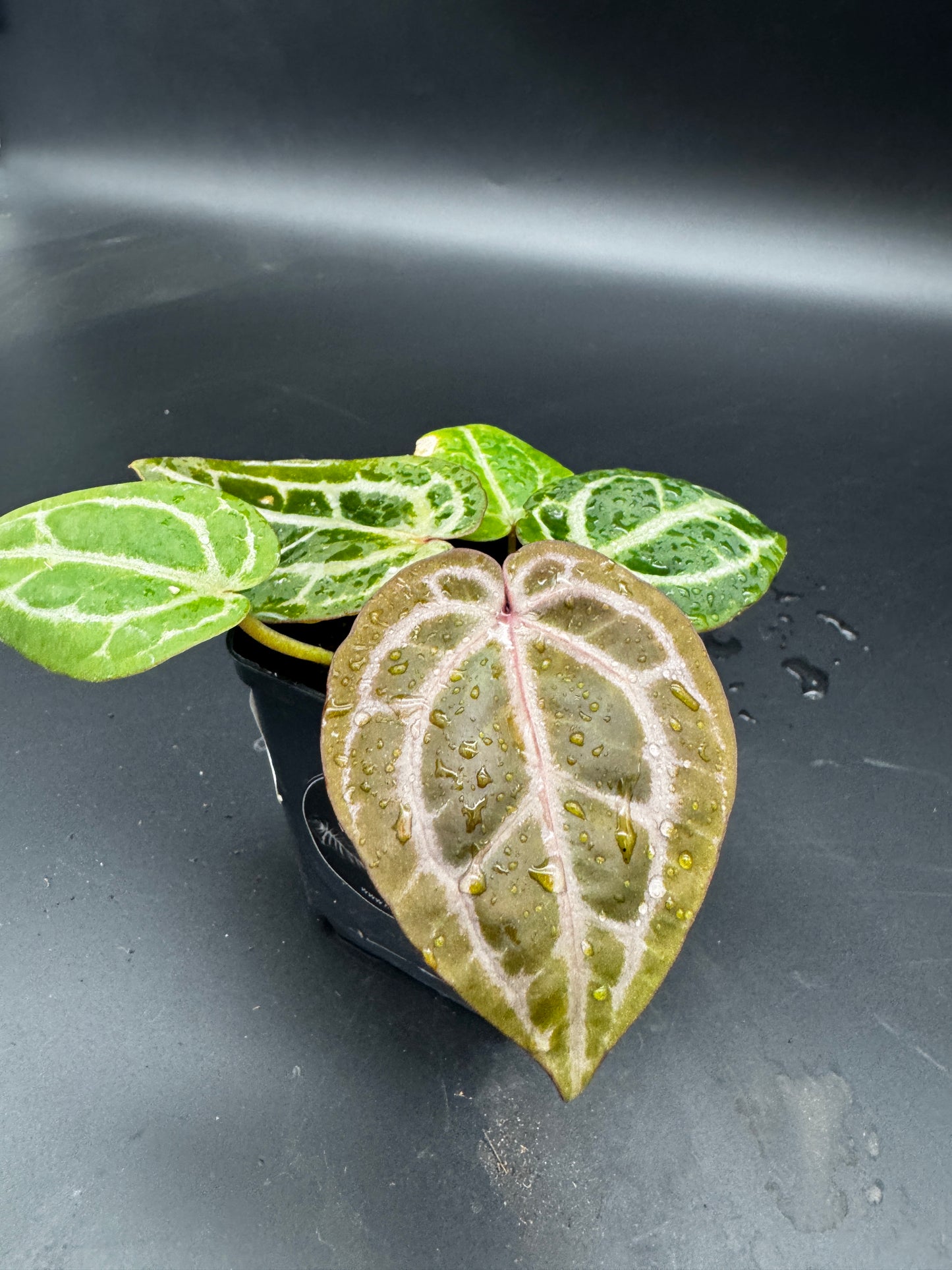 Anthurium Michelle x Michelle