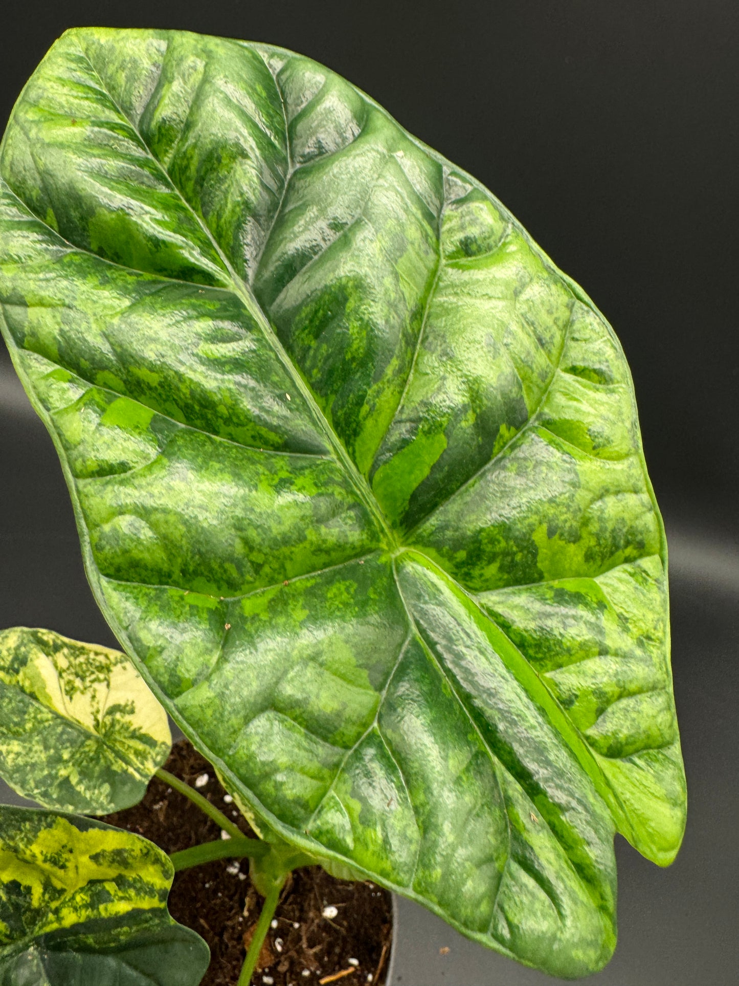 Alocasia sinuata aurea