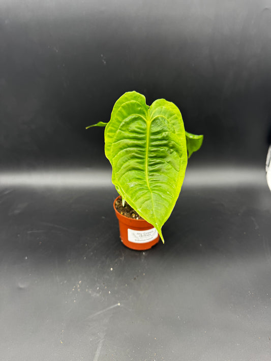 Anthurium veitchii