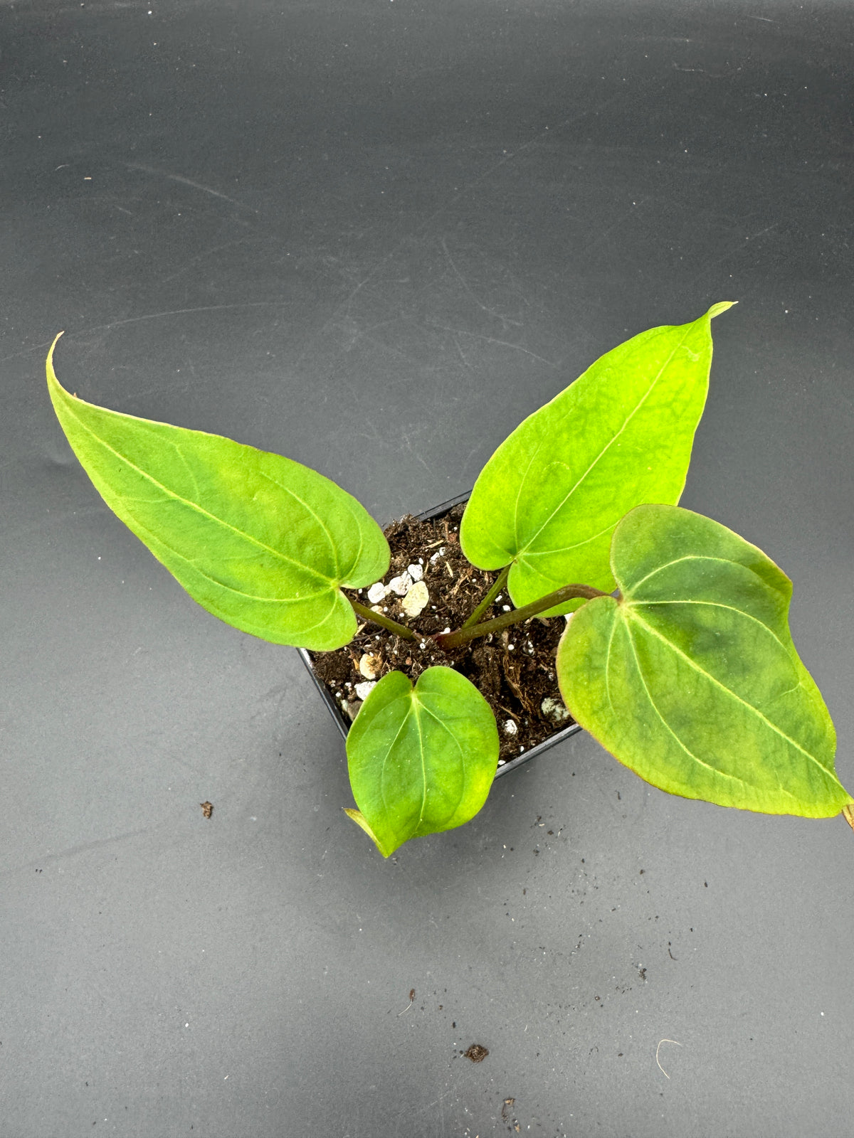 Anthurium Michelle x Black Jack
