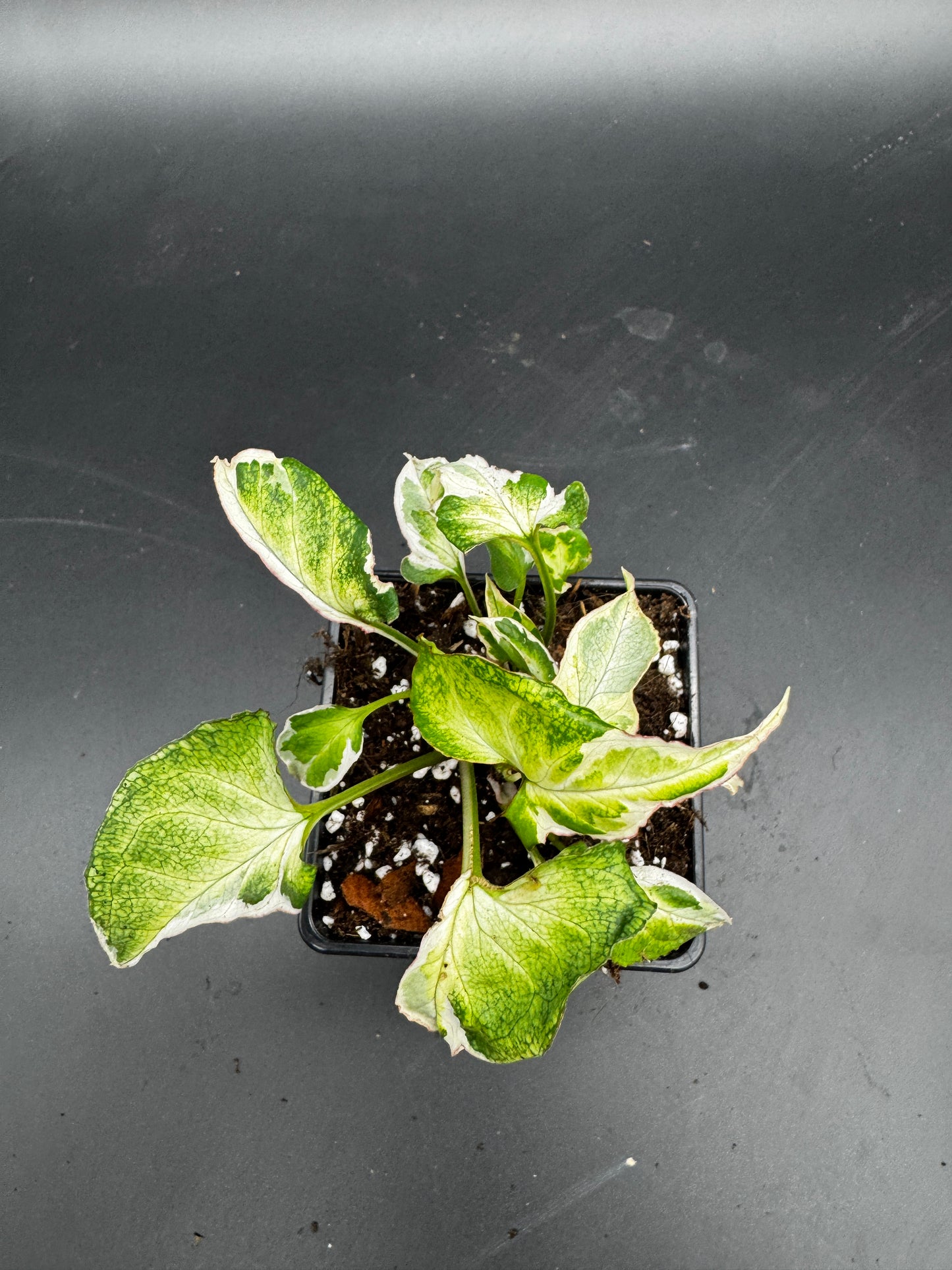 Syngonium Starlite