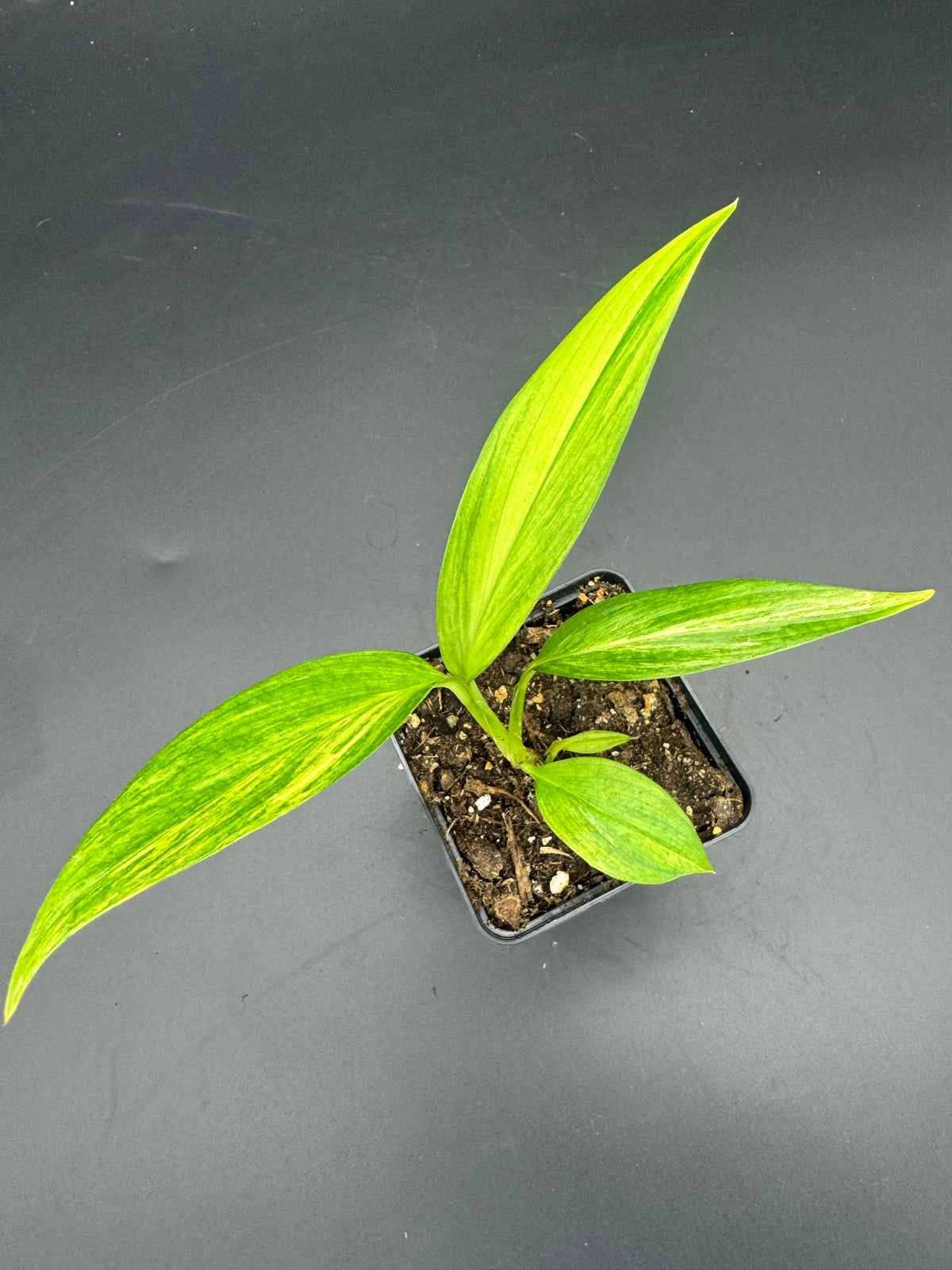 Epipremnum amplissimum Aurea variegata