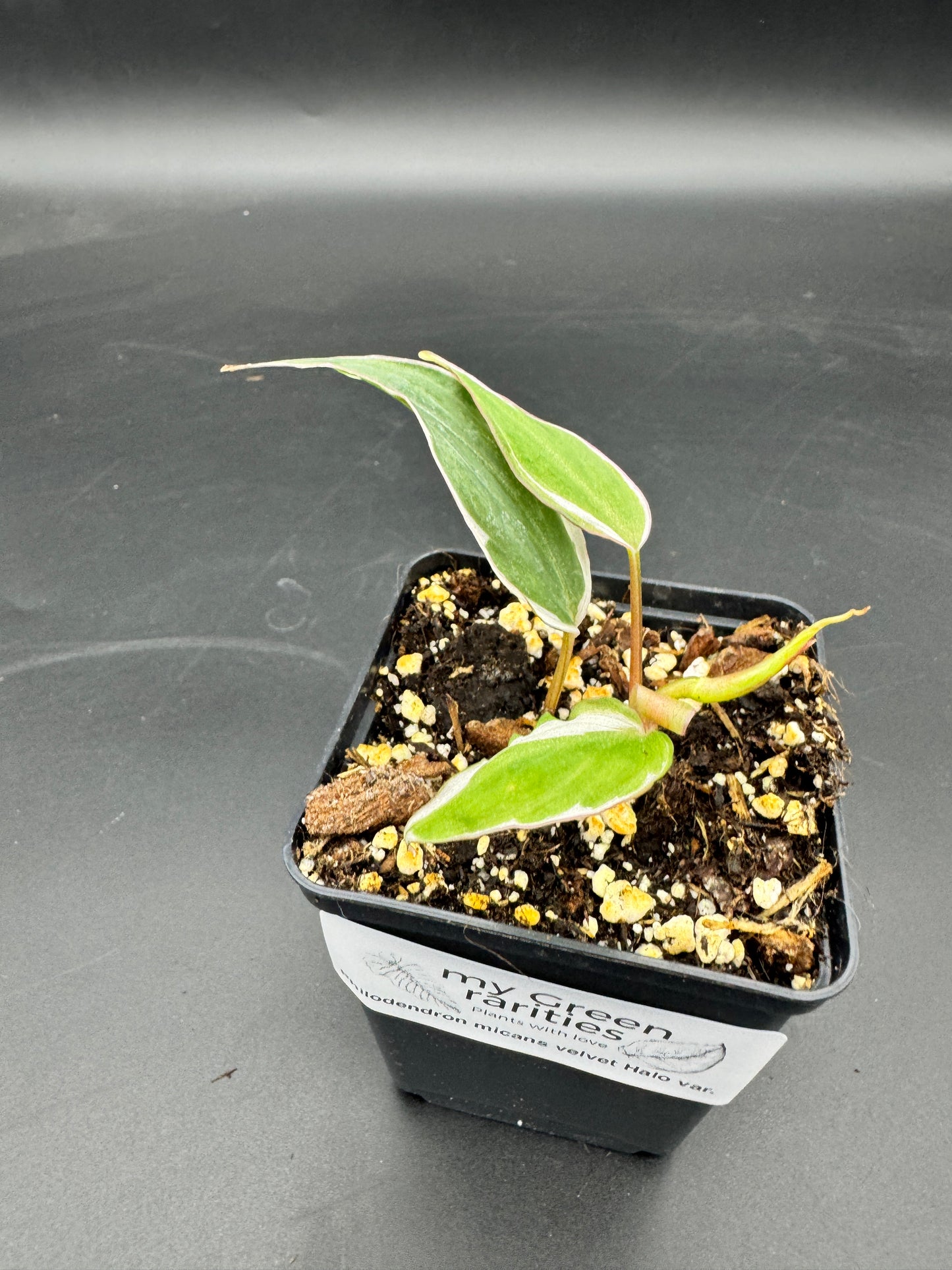 Philodendron micans velvet halo variegata