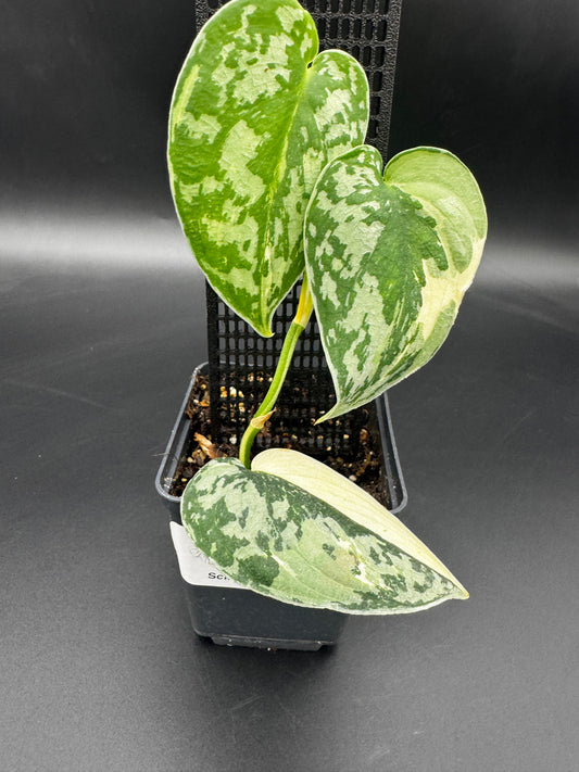 Scindapsus Mayari