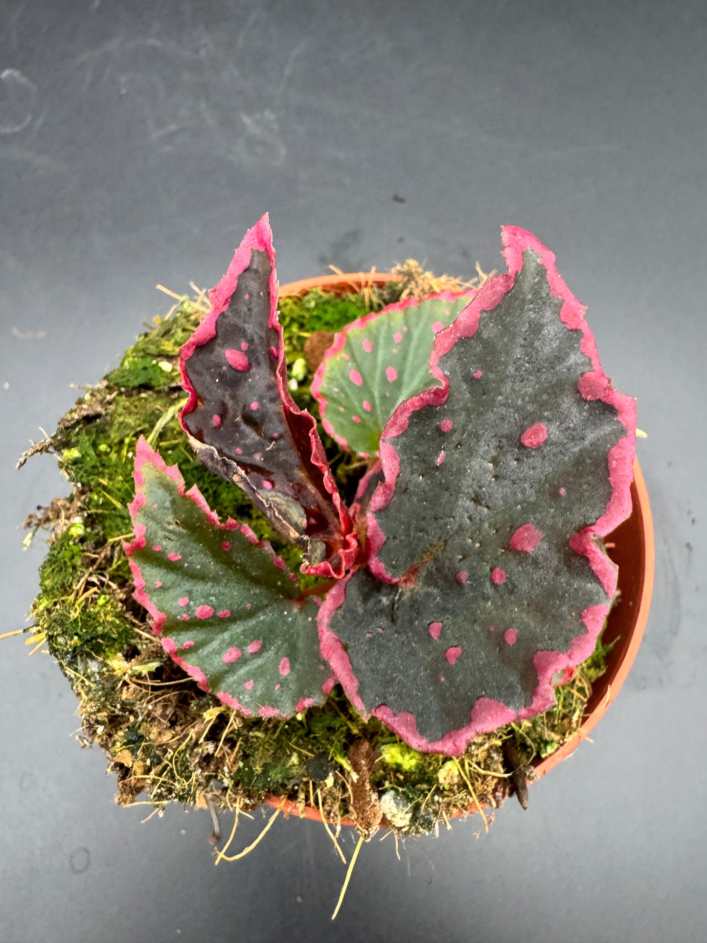 Begonia Medusa