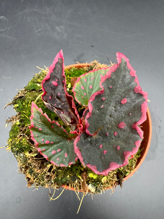 Begonia Medusa