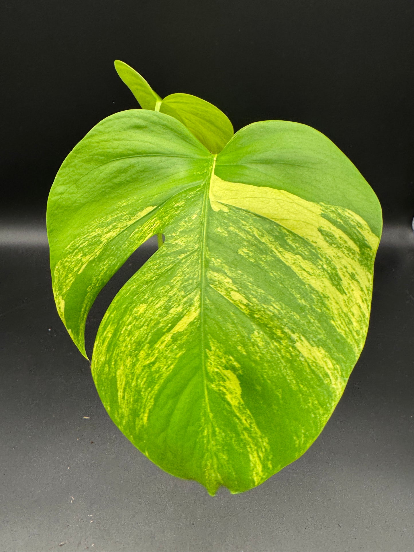 Monstera aurea variegata