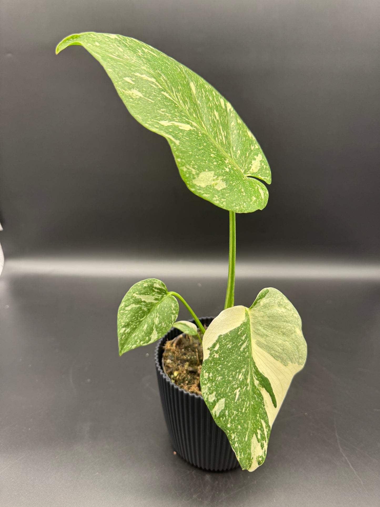 Monstera Thai constelation