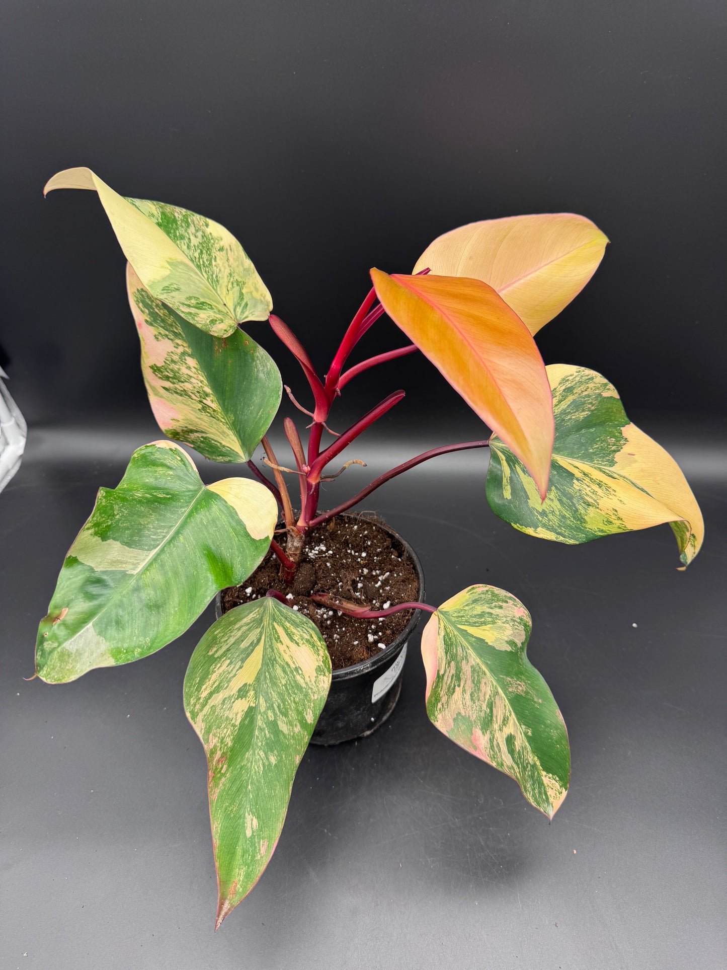 Philodendron strawberry Shake