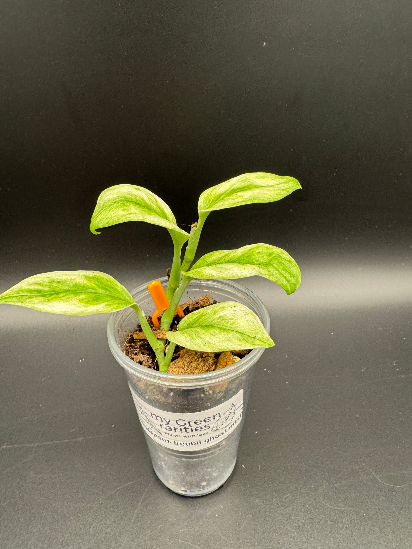 Scindapsus treubii ghost mint variegata