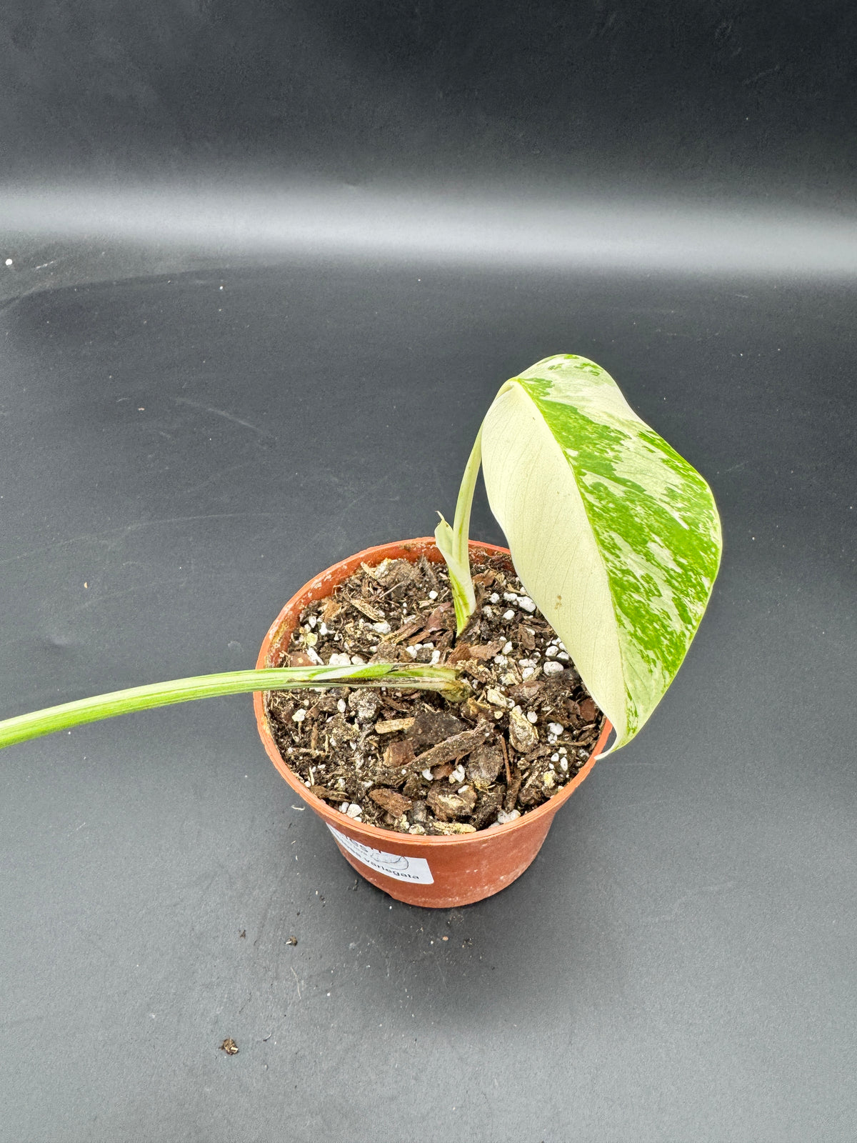 Monstera deliciosa variegata