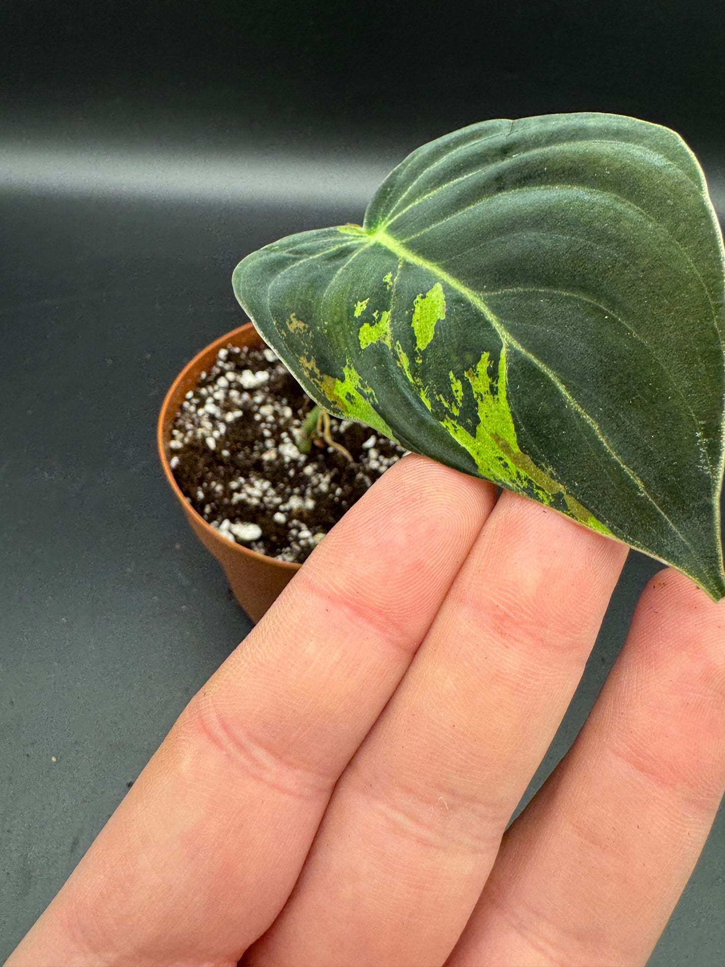 Philodendron melanochrysum variegata