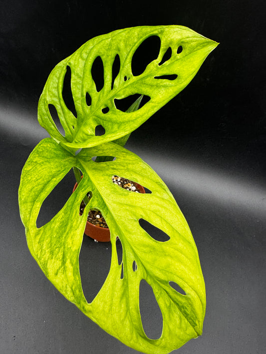 Monstera Adansonii Aurea