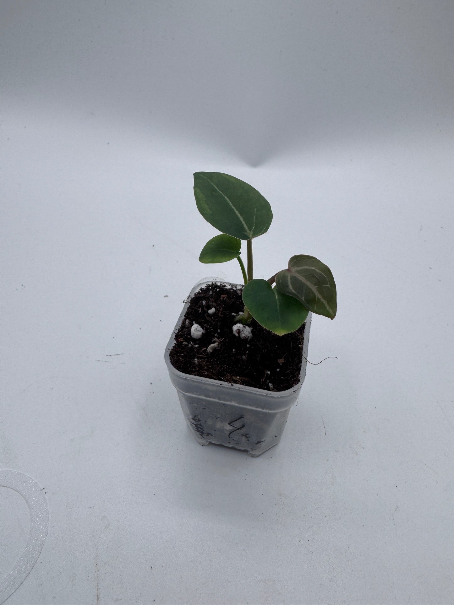 Anthurium Michelle x Michelle