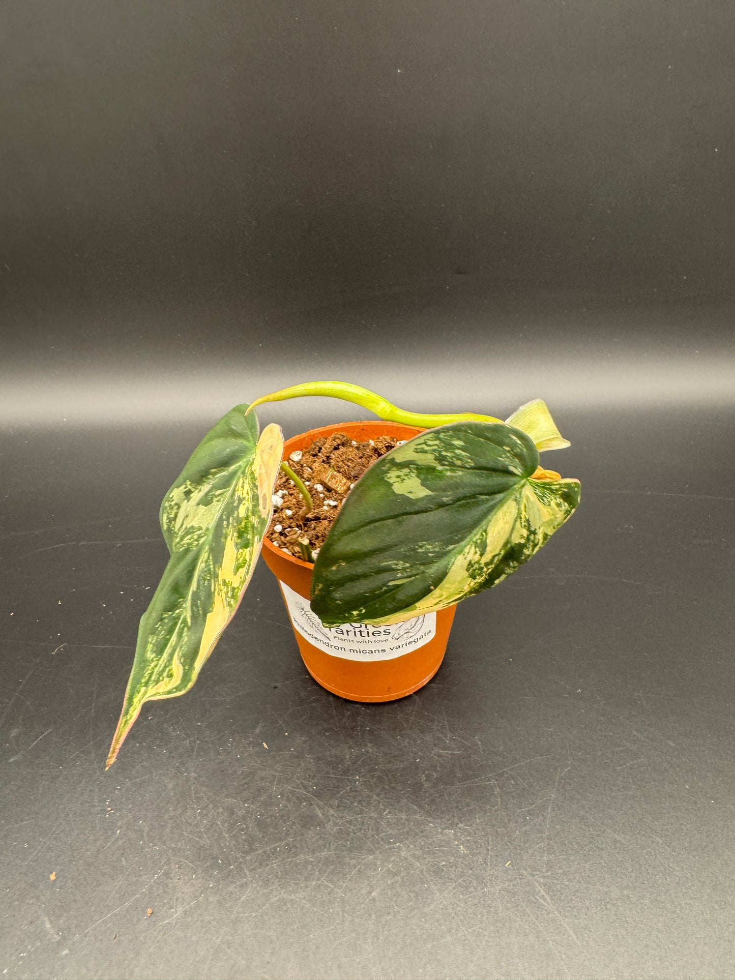 Philodendron micans variegata