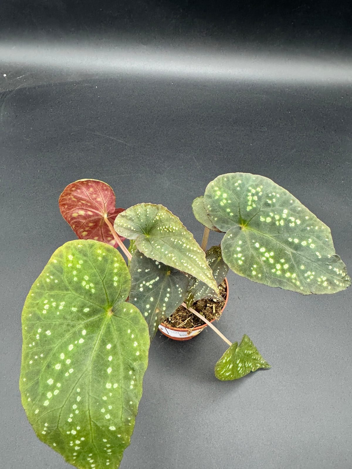 Begonia Pandora