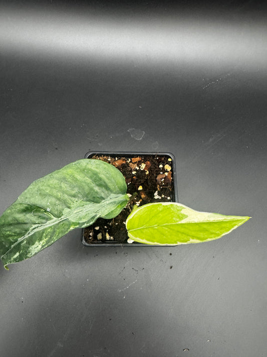 Epipremnum pinnatum Ghostie