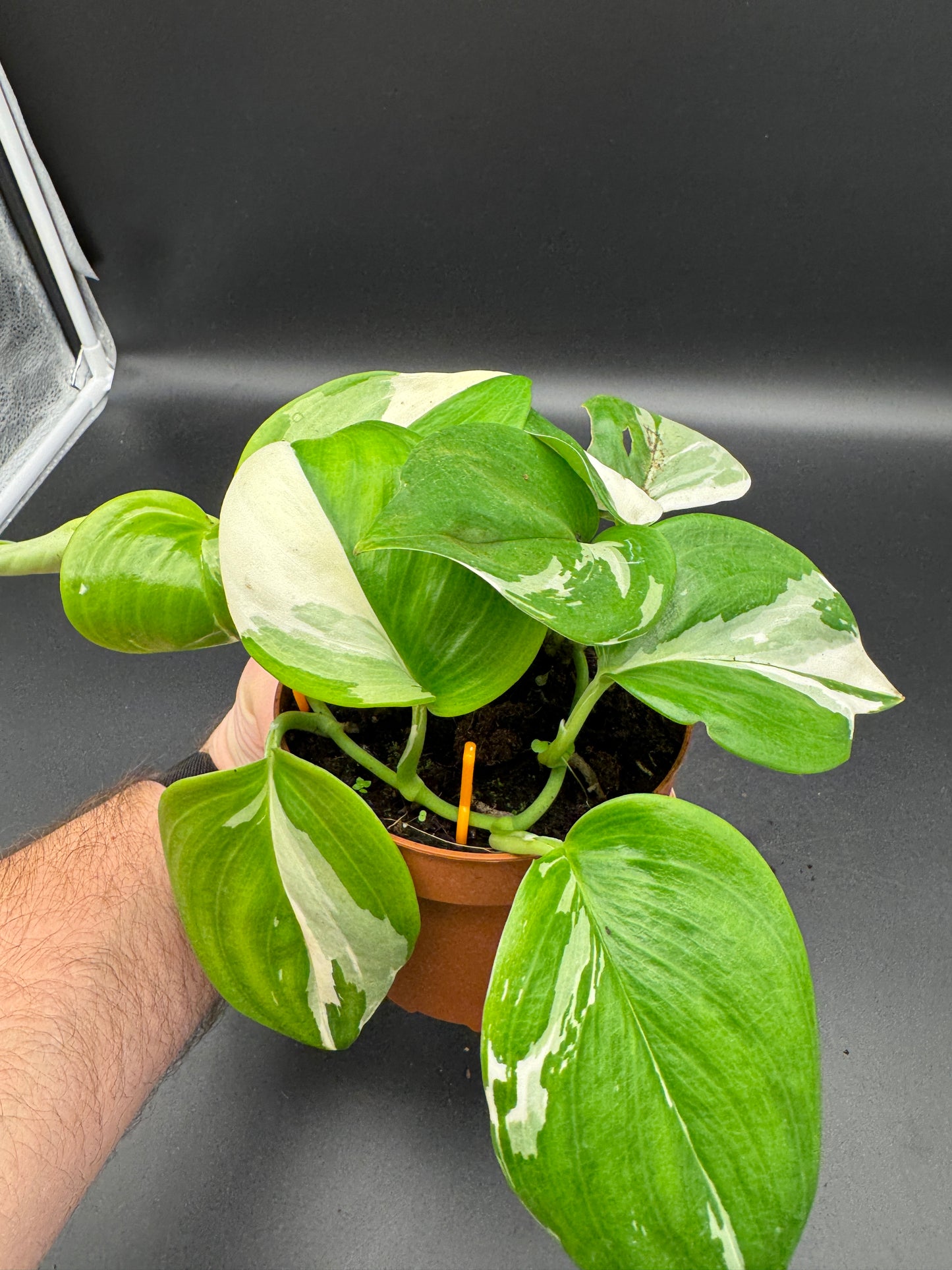 Scindapsus treubii moonlight variegata.