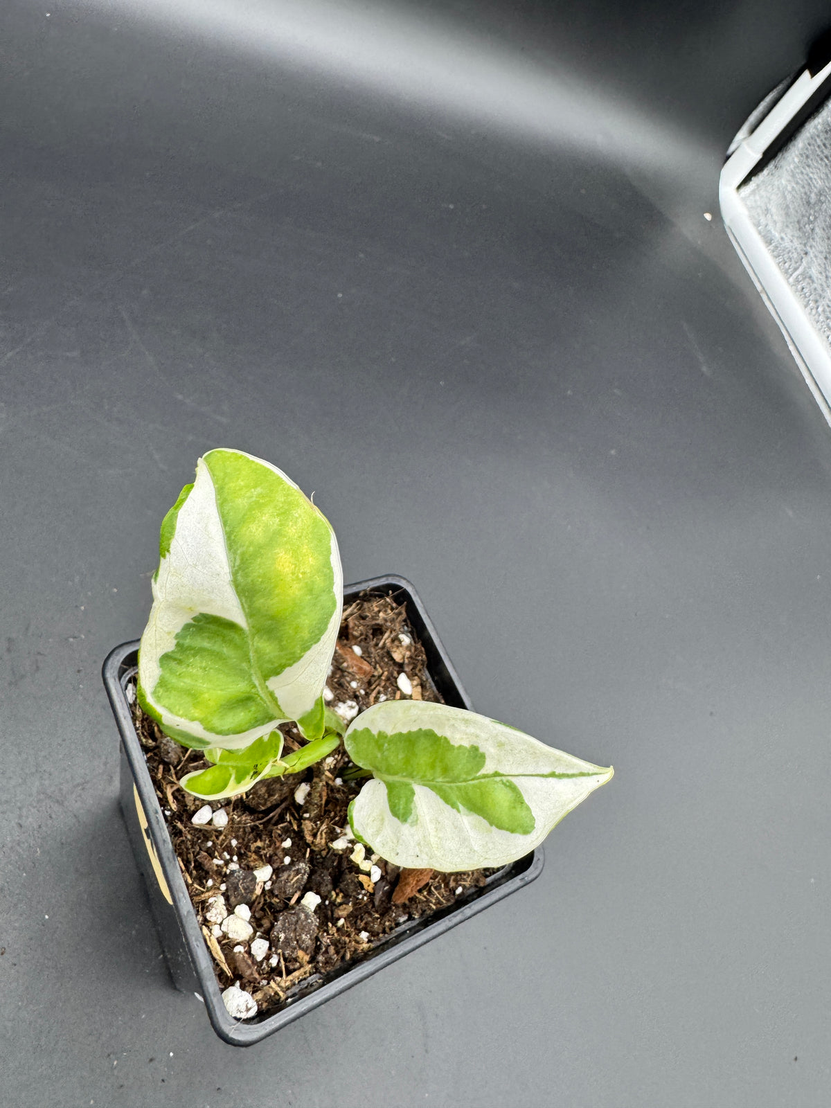 Philodendron Forrest of white