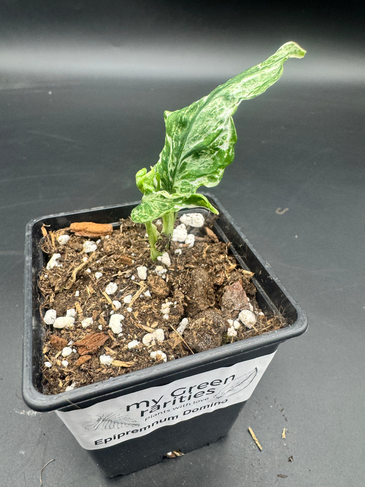 Epipremnum Domino