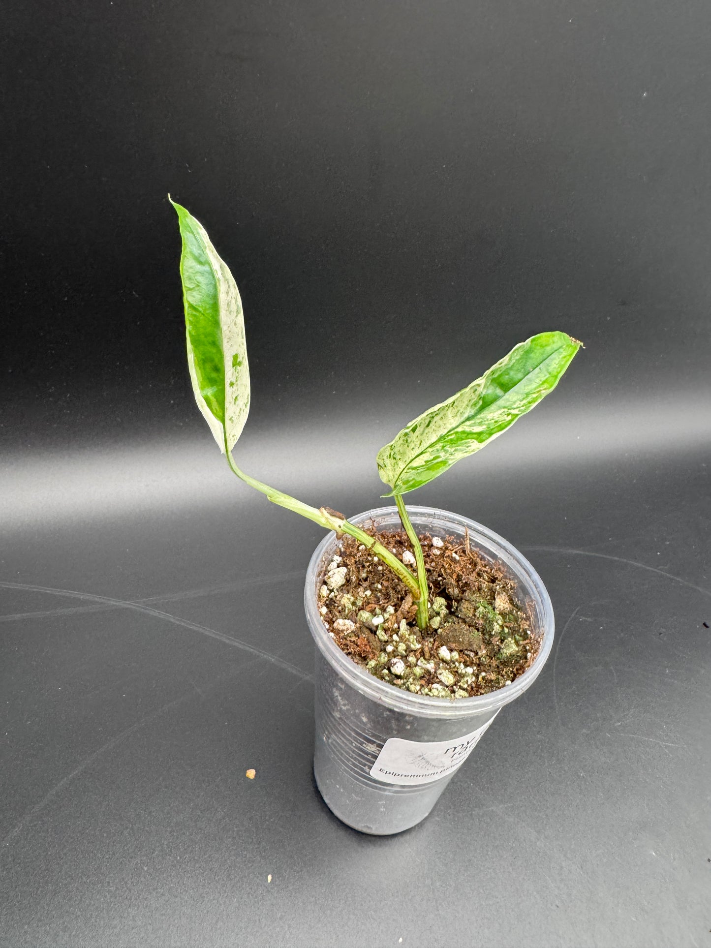 Variegated Choice Trio #1