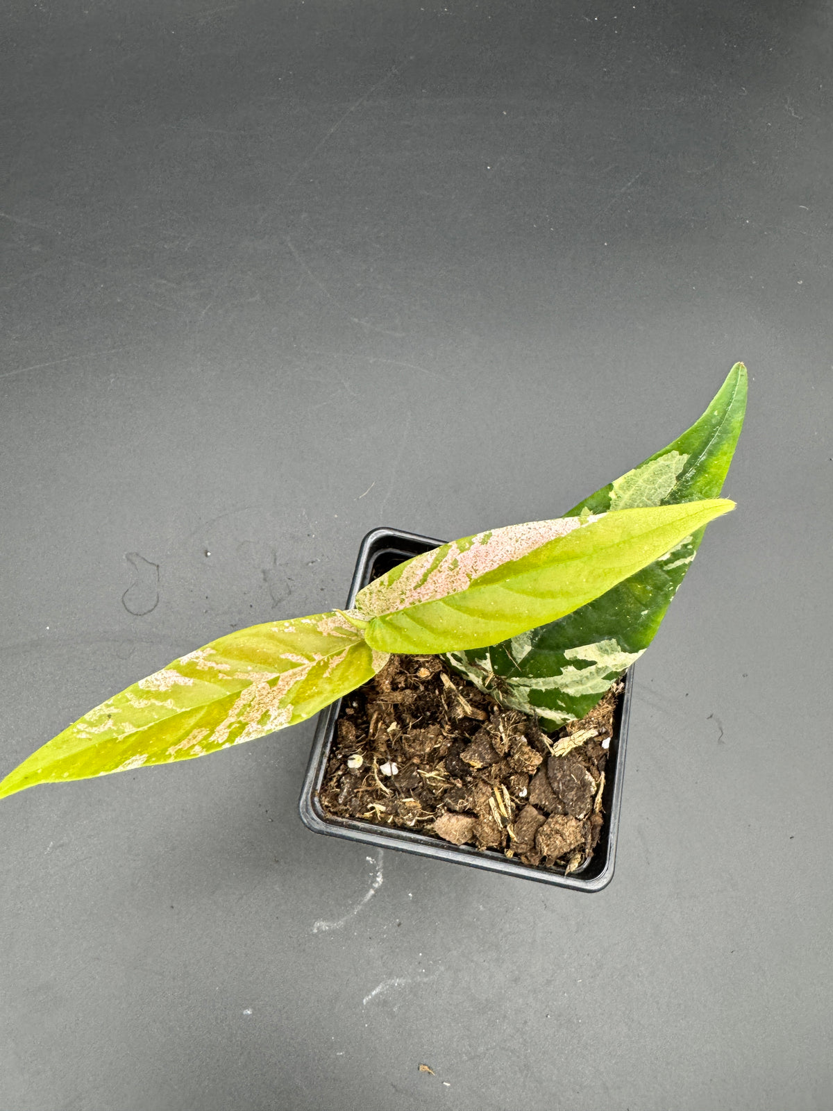 Ficus Sagittata Pink Variegata