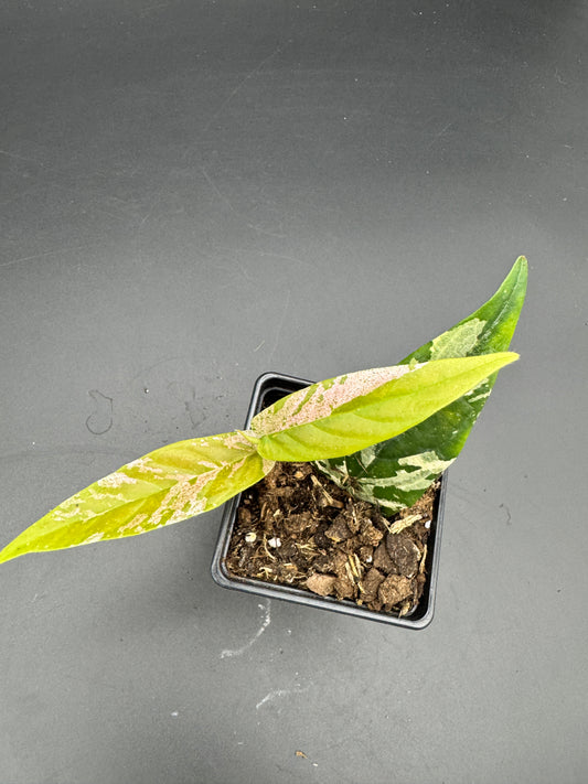 Ficus Sagittata Pink Variegata