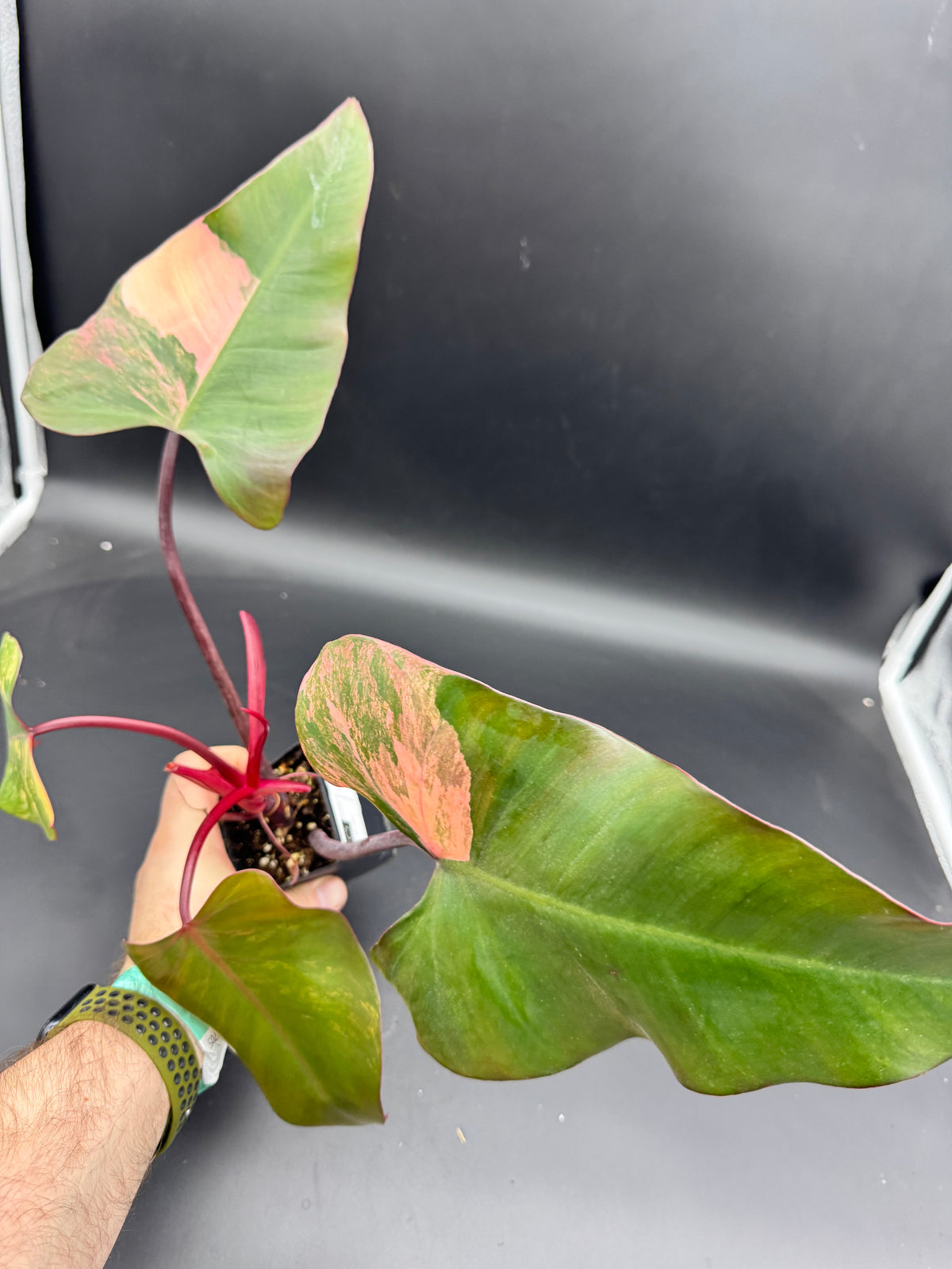 Philodendron strawberry Shake