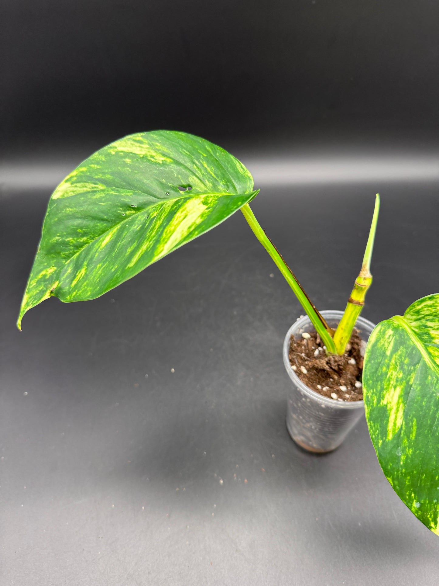 Epipremnum pinnatum kujang yellow Flame