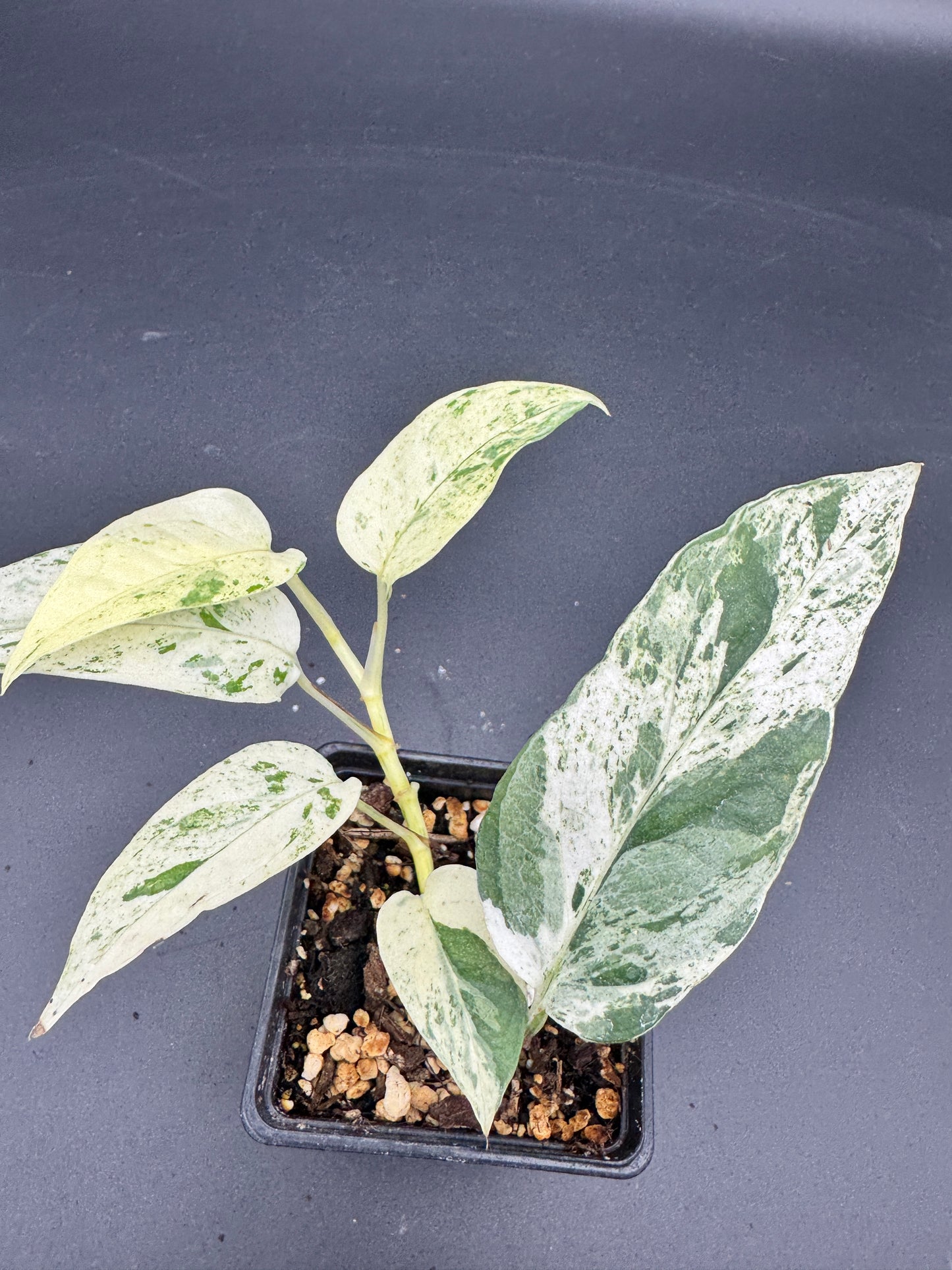 Epipremnum pinnatum Cebu Blue Marble variegata