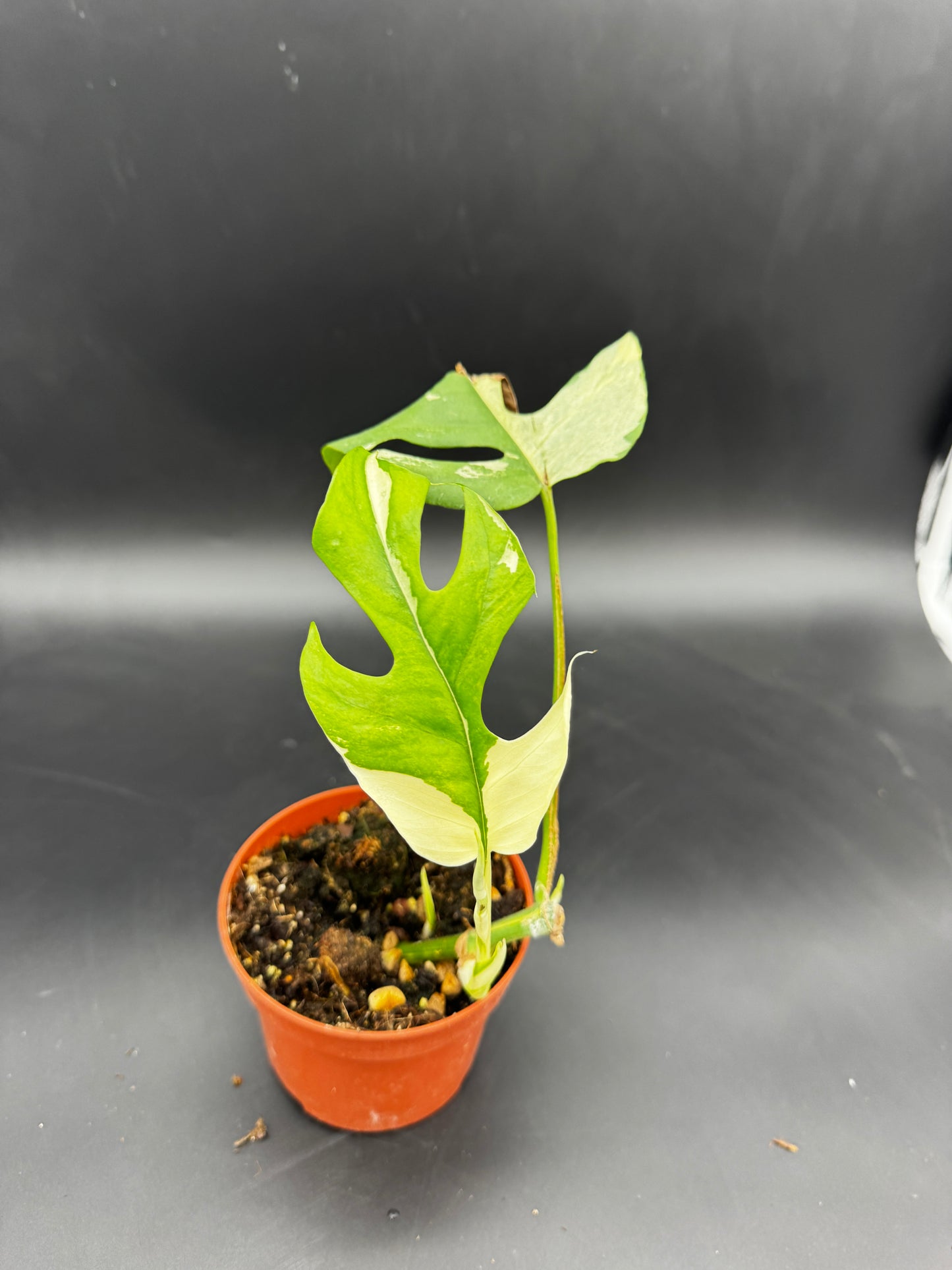 Rhaphidophora tetrasperma albo variegata