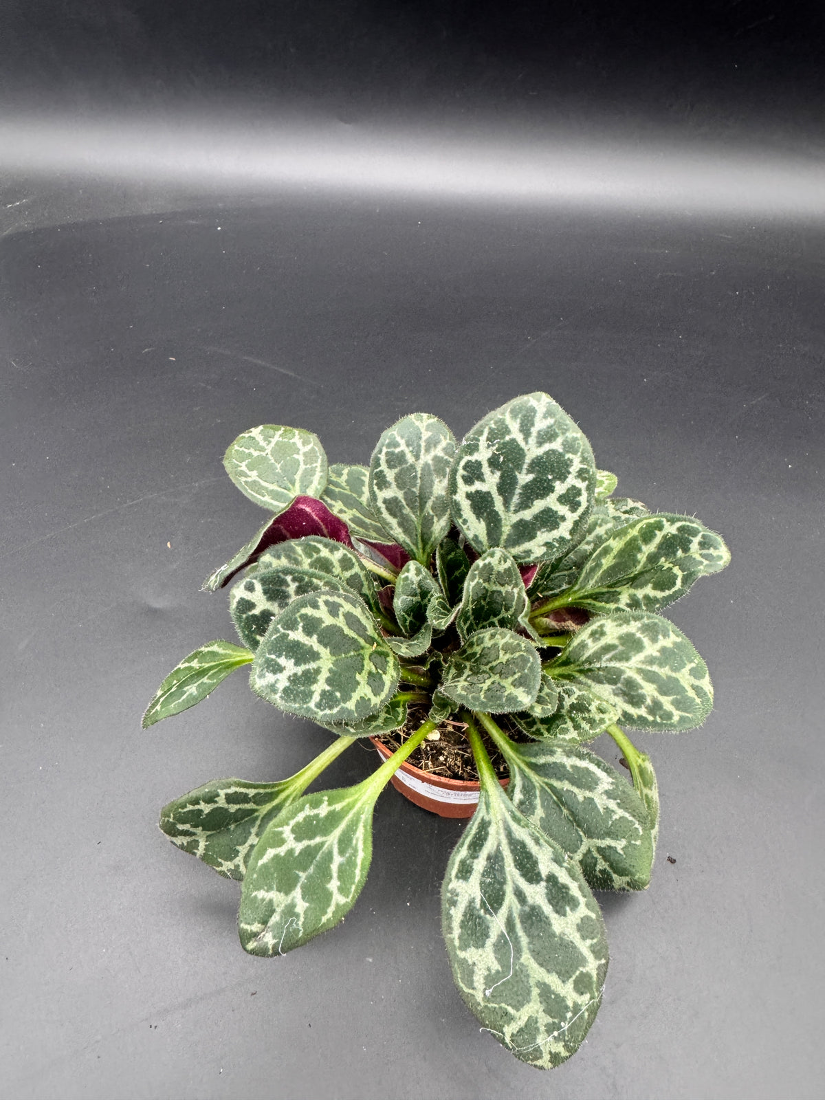 Primulina Yungfuensis