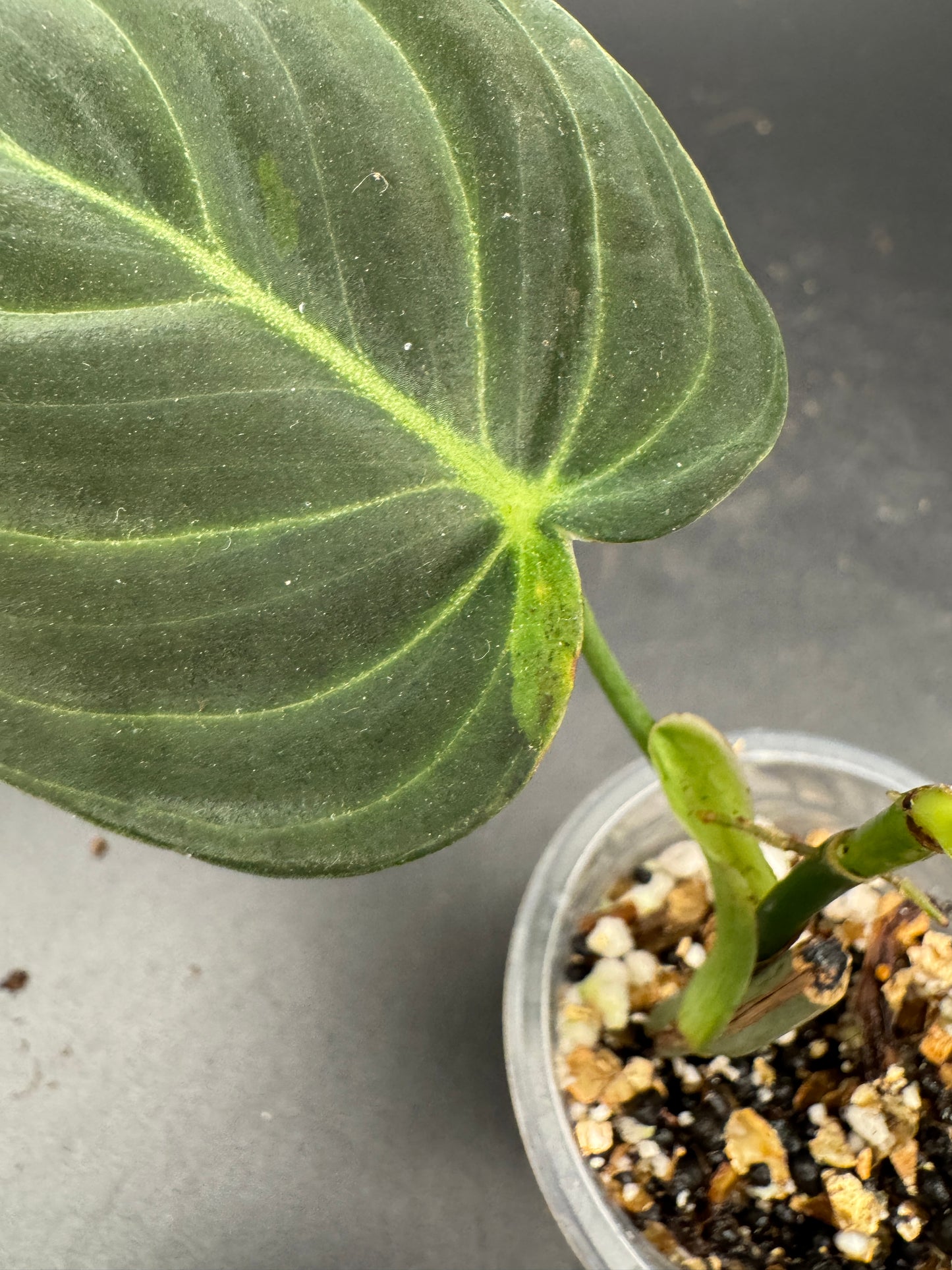 Philodendron melanochrysum variegata