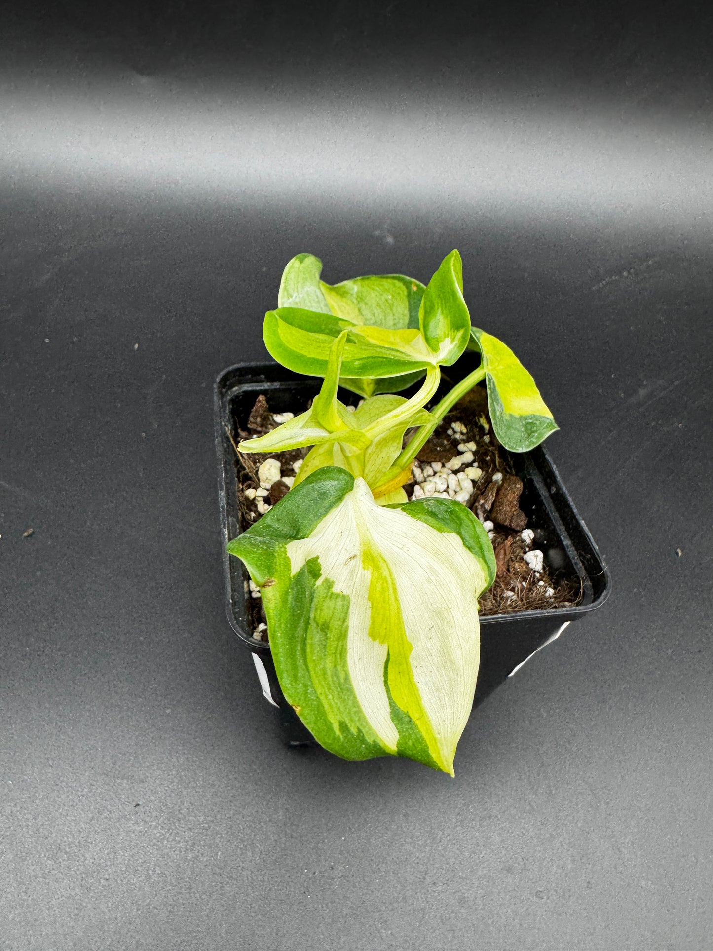 Philodendron cream Splash