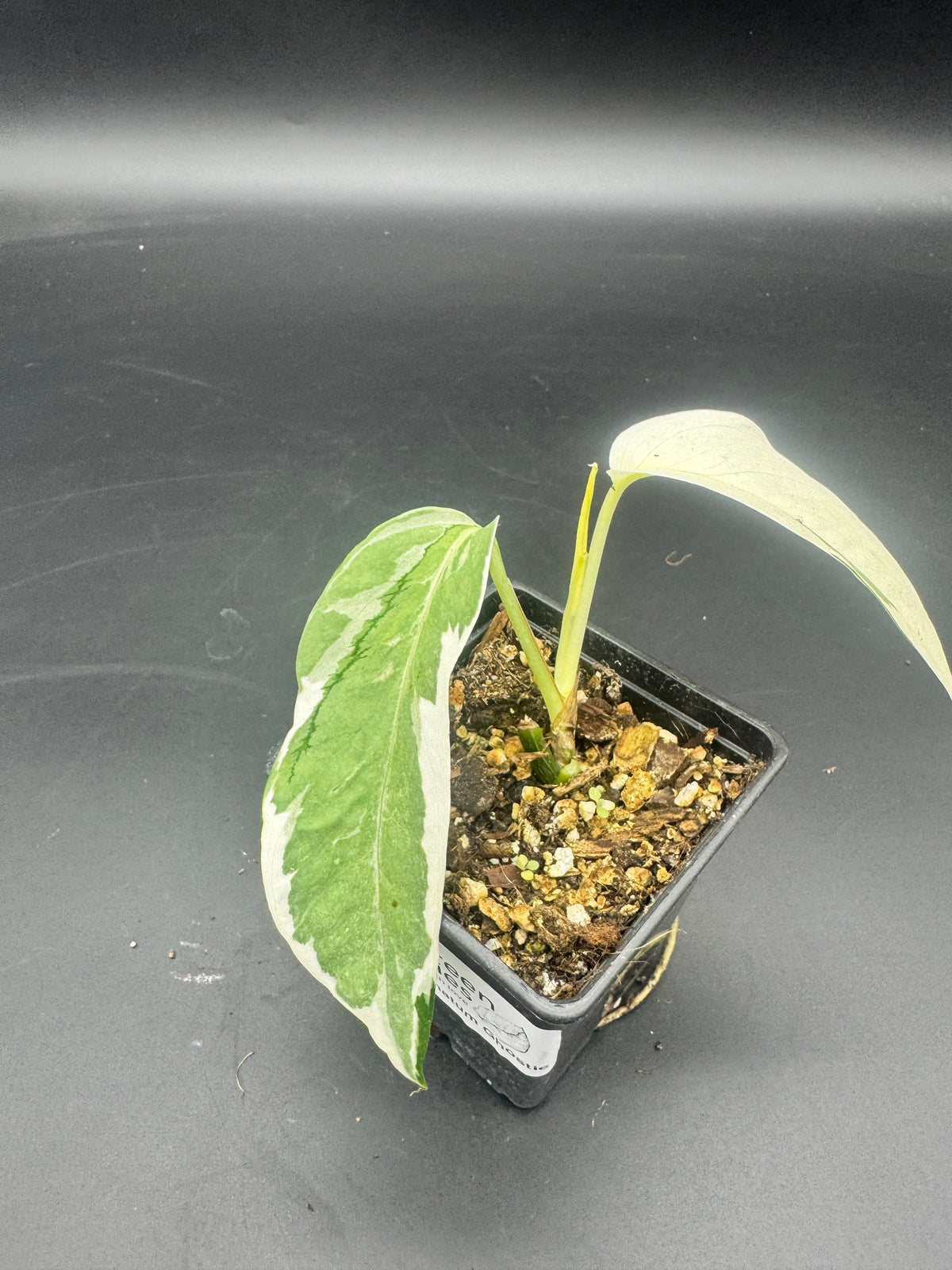Epipremnum pinnatum Ghostie