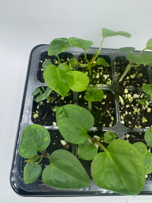 Anthurium Michelle x Michelle (1 Pflanze)