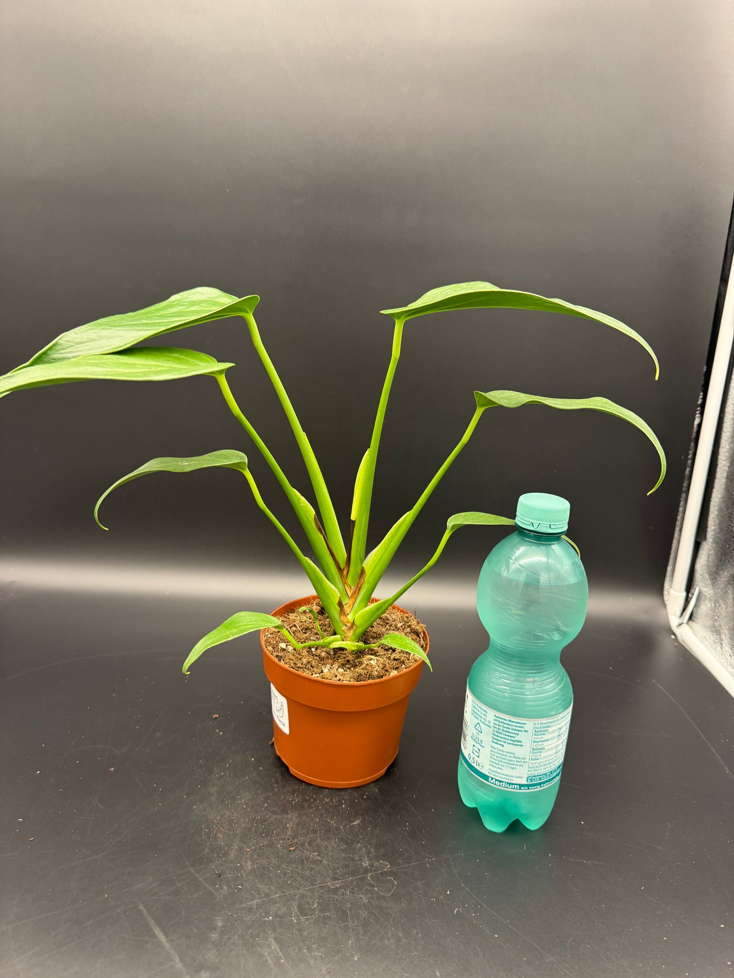 Monstera burle marx Flame