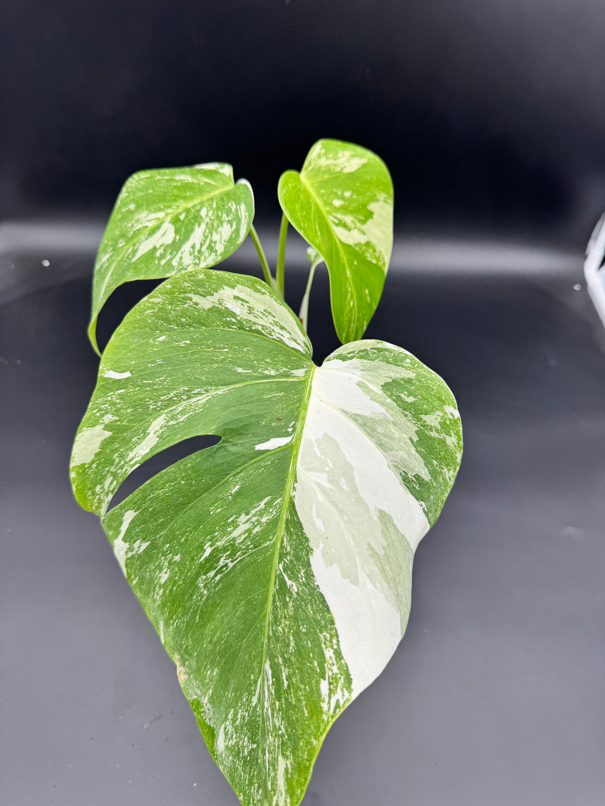 Monstera deliciosa variegata