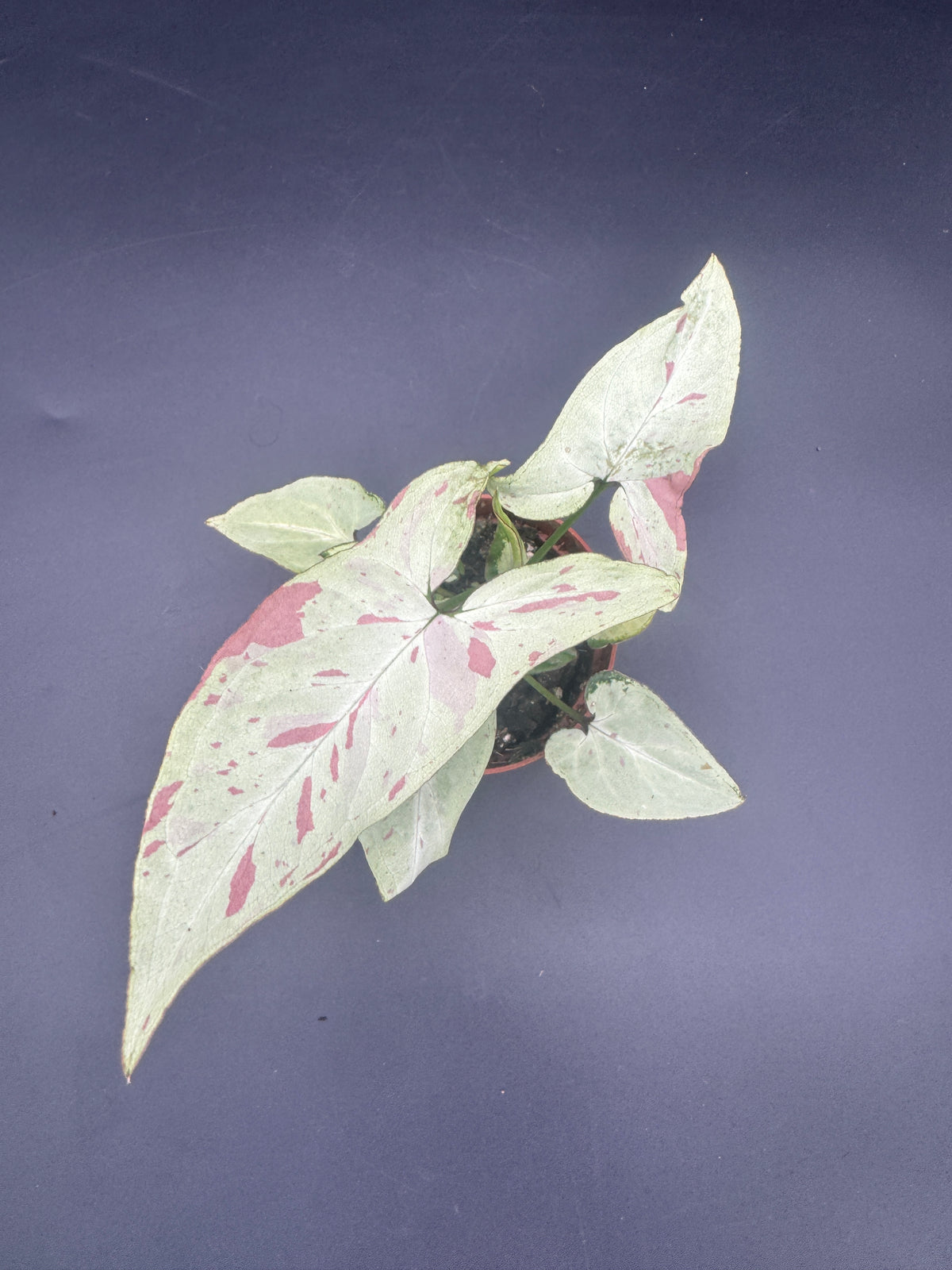 Syngonium milk confetti